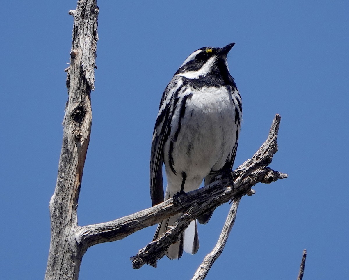 Black-throated Gray Warbler - ML337728131