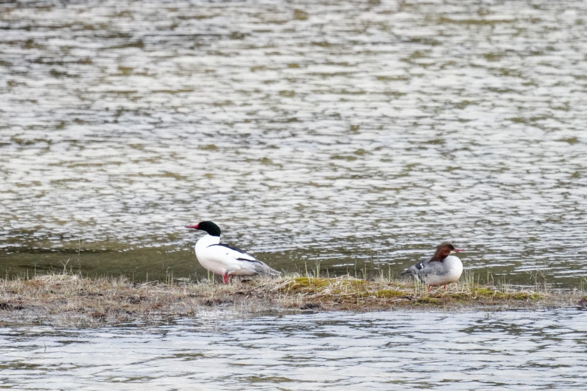 Common Merganser - ML337728601