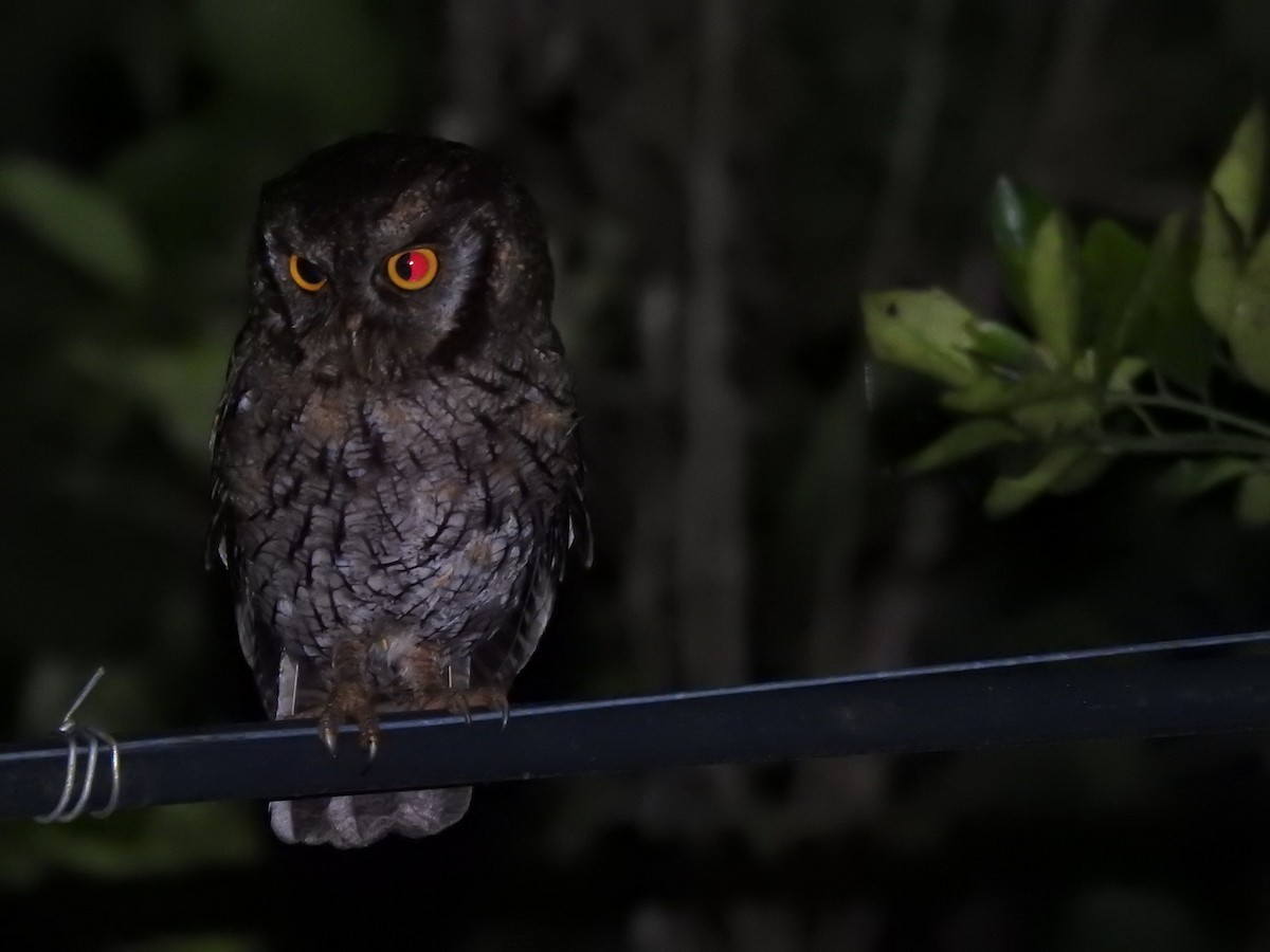 Tropical Screech-Owl - ML337728751