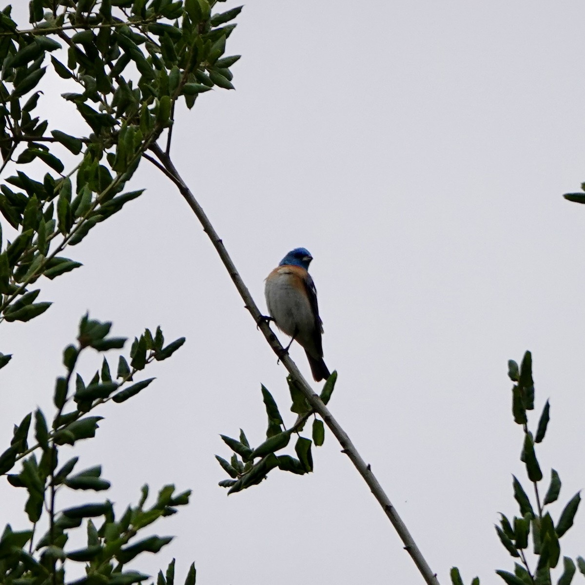 Lazuli Bunting - ML337728981