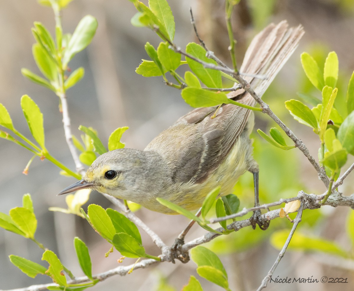 Vitelline Warbler - ML337729661