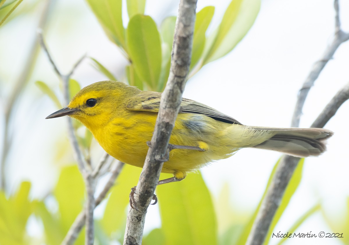 Vitelline Warbler - ML337729681