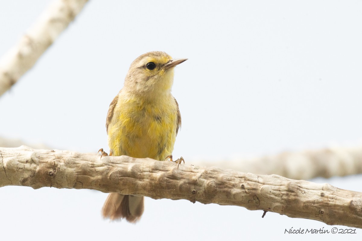 Vitelline Warbler - ML337729801