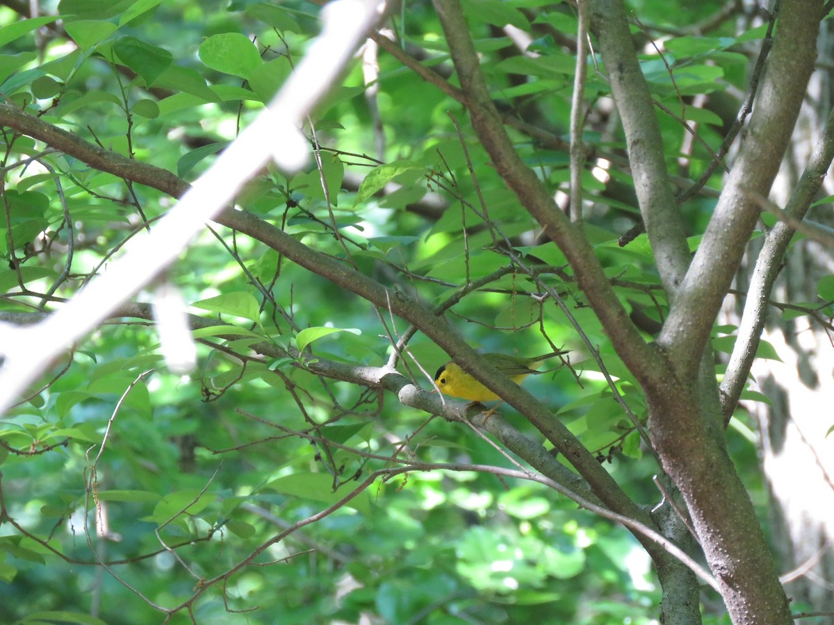 Wilson's Warbler - ML337731561