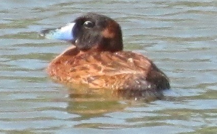 Masked Duck - ML33773191