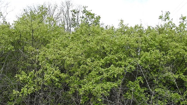 קנית פינית - ML337732951