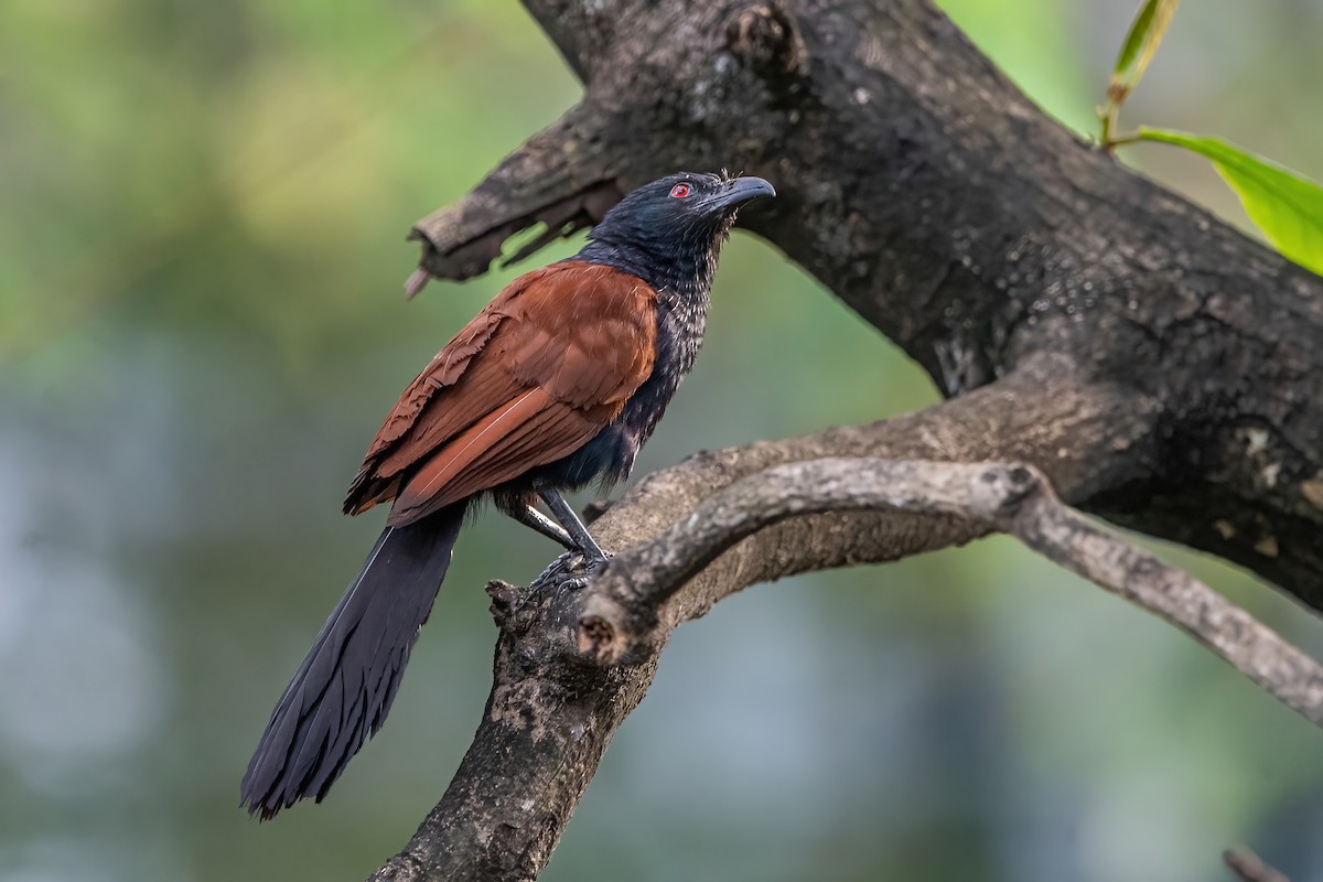 Grand Coucal - ML337733121