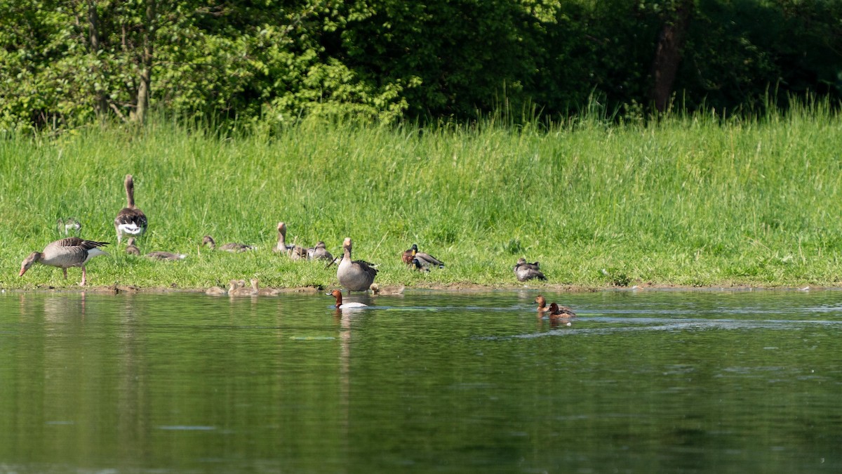 Ferruginous Duck - ML337733851