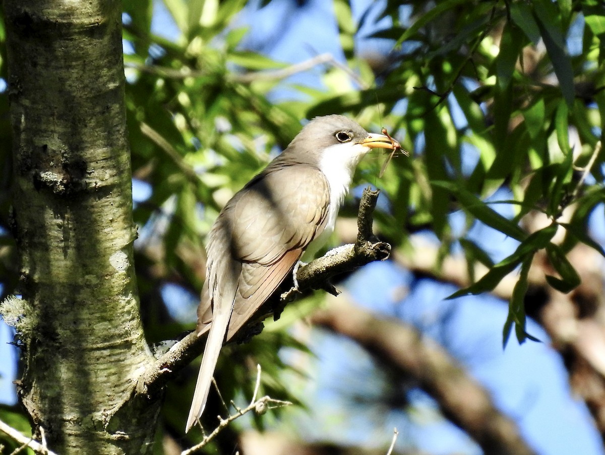 Yellow-billed Cuckoo - ML337734911