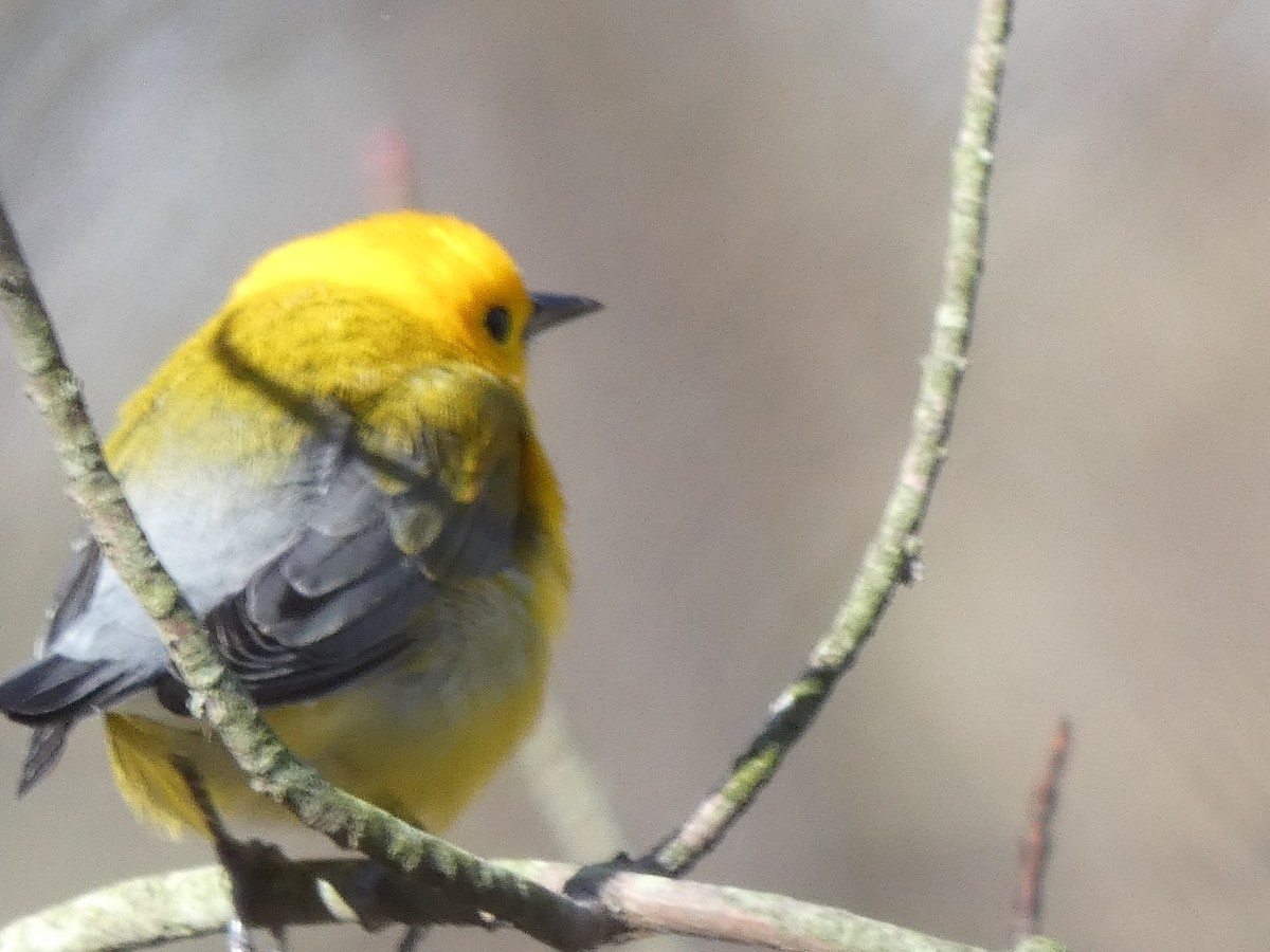 Prothonotary Warbler - Jacquie  Montgomery
