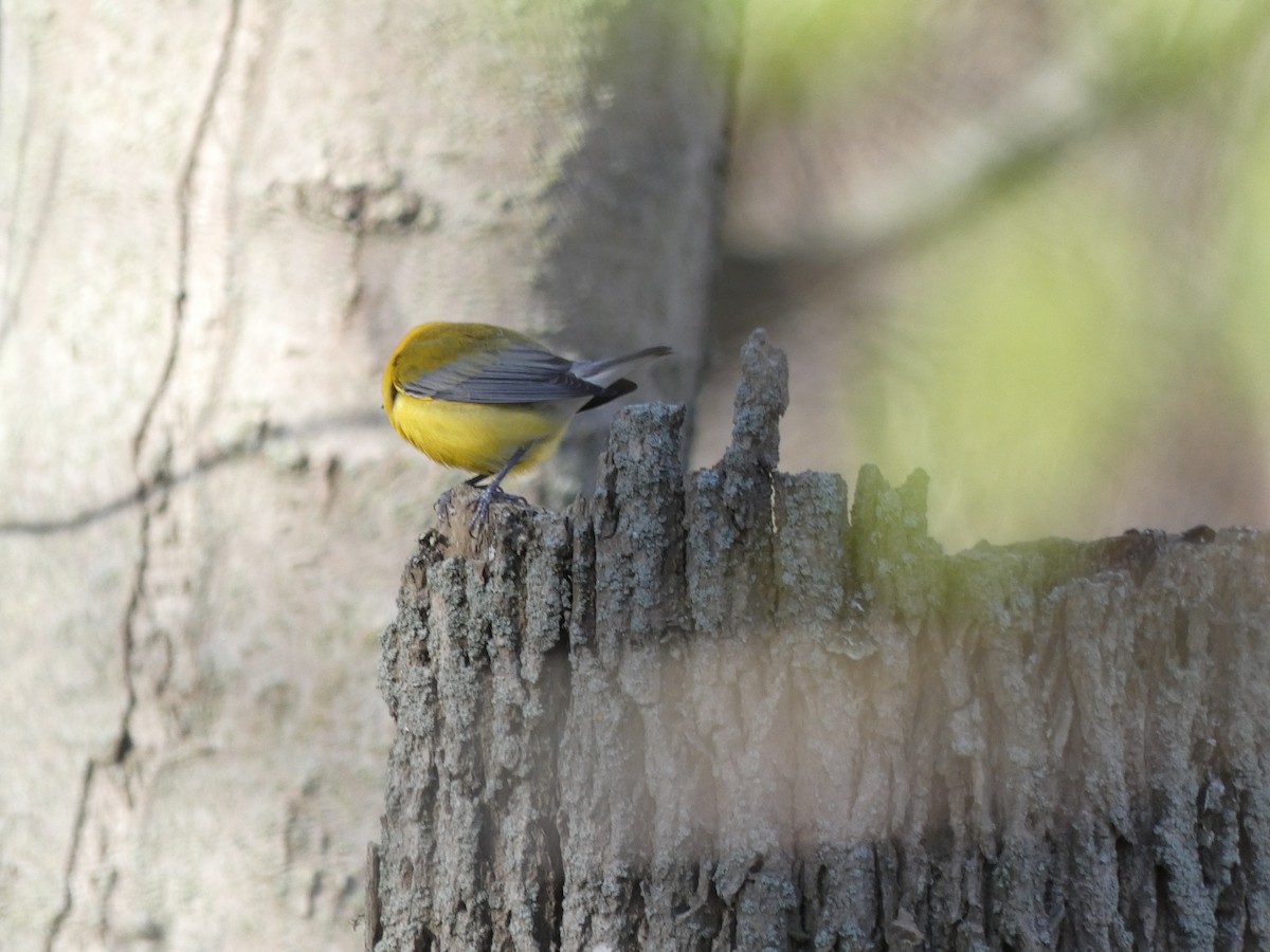 Prothonotary Warbler - Jacquie  Montgomery