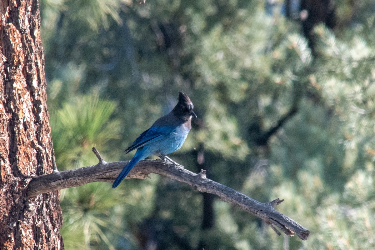 Steller's Jay - ML337735351