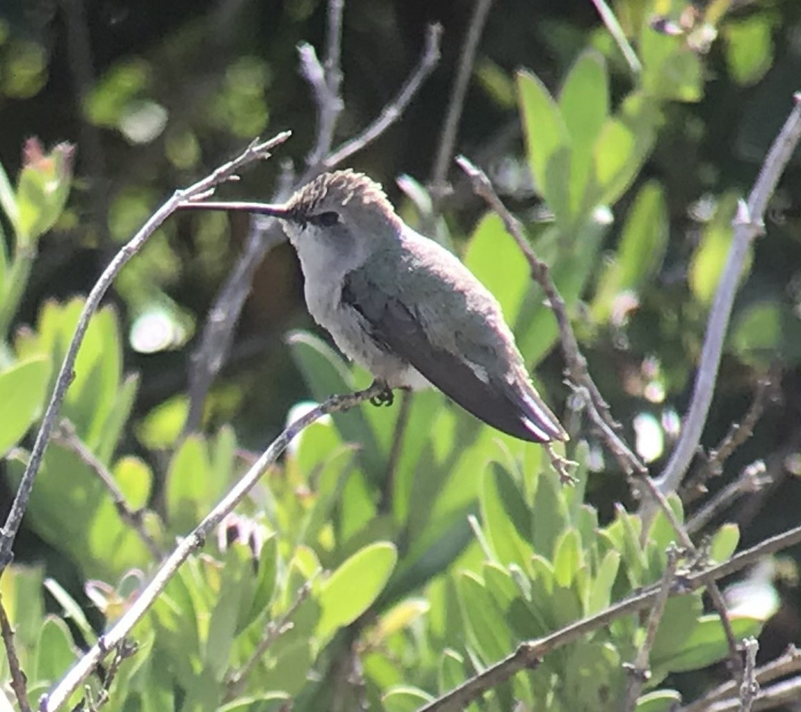 Costa's Hummingbird - ML337736361