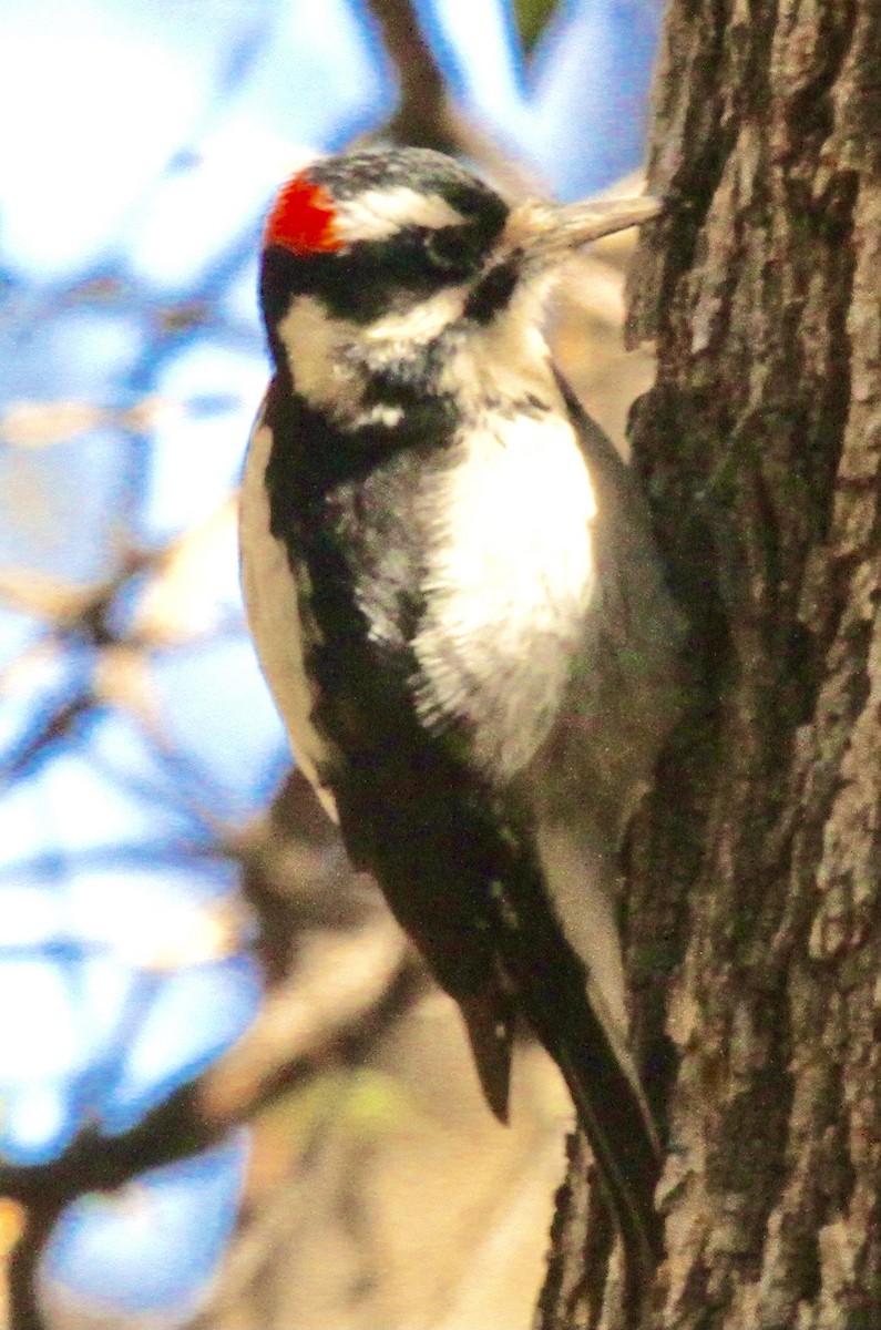 Hairy Woodpecker - ML337736691