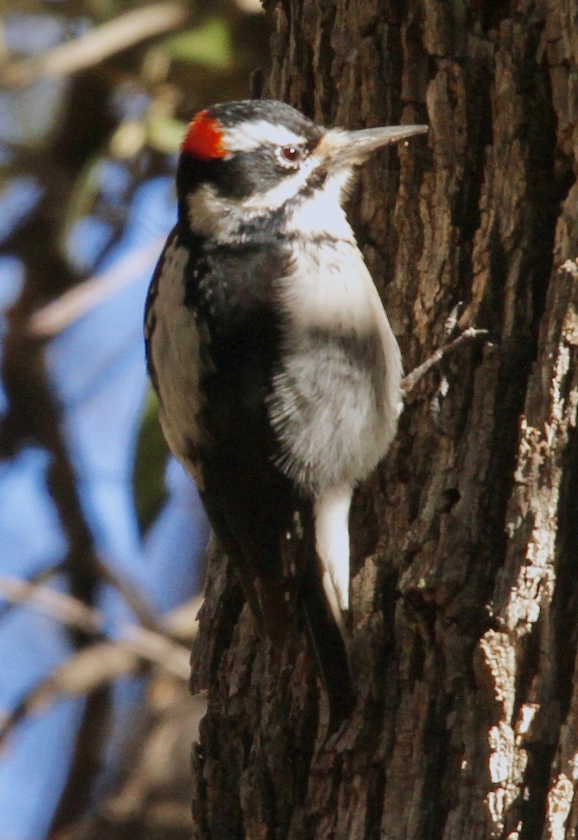 Hairy Woodpecker - ML337736701