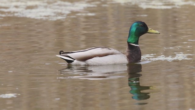 Зэрлэг нугас - ML337738961