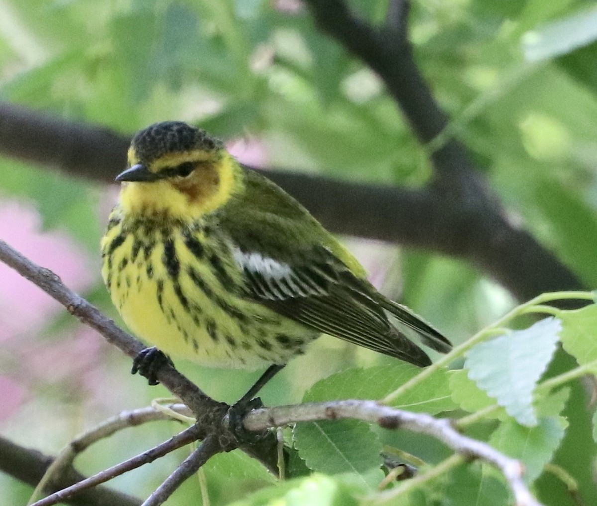 Cape May Warbler - ML337739631