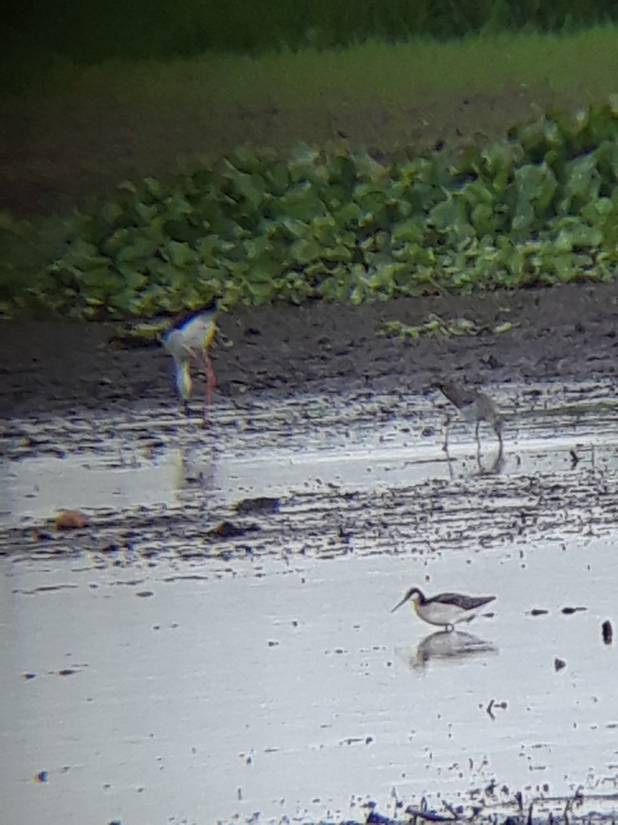 Wilson's Phalarope - ML337740621