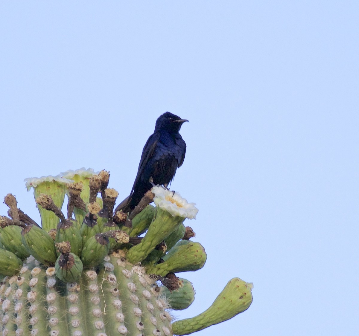 Purple Martin - ML337740681