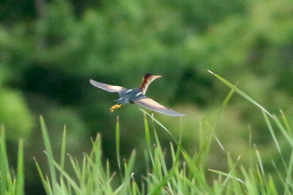 Least Bittern - ML337741661