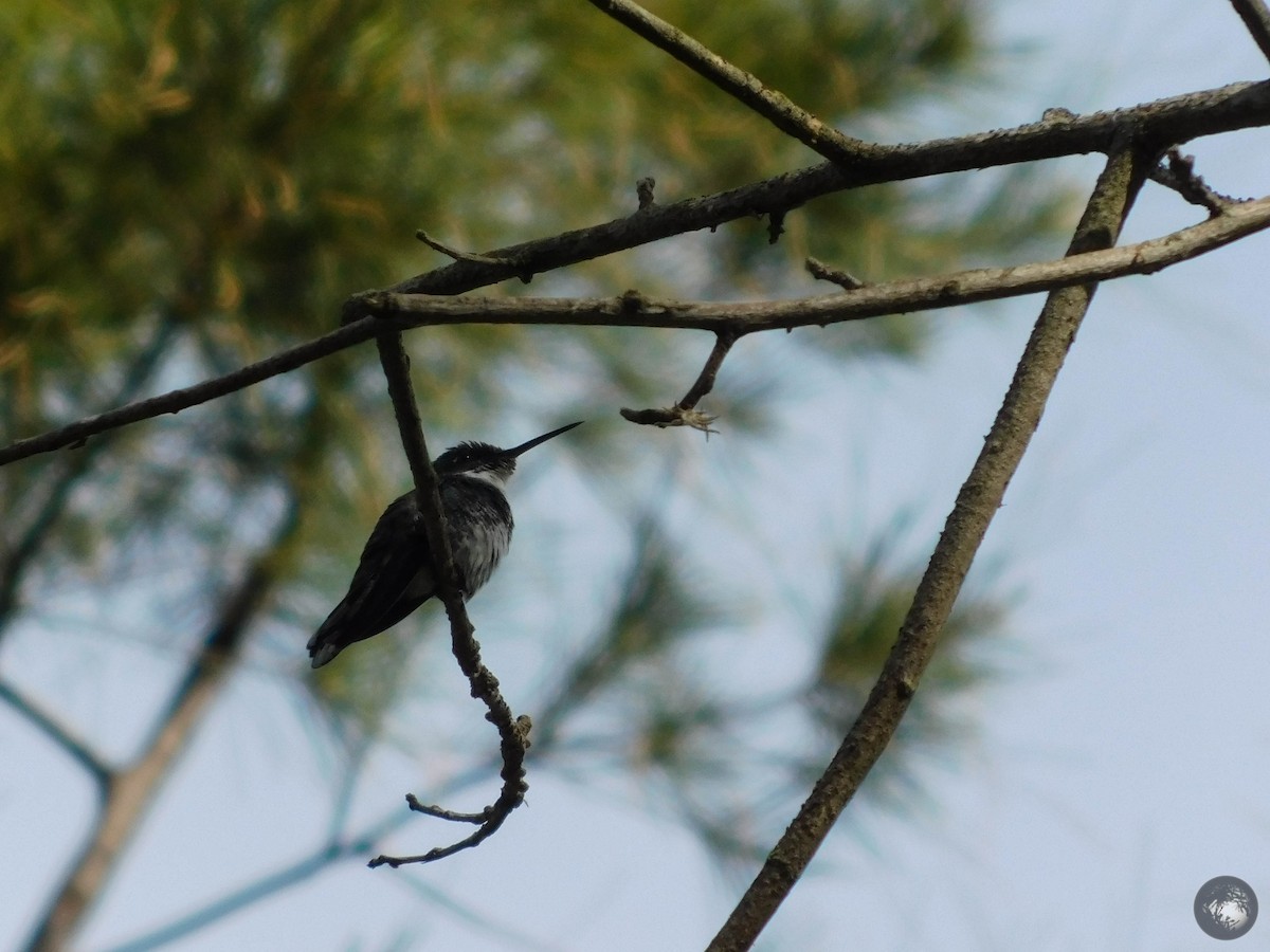 White-throated Hummingbird - ML337742211