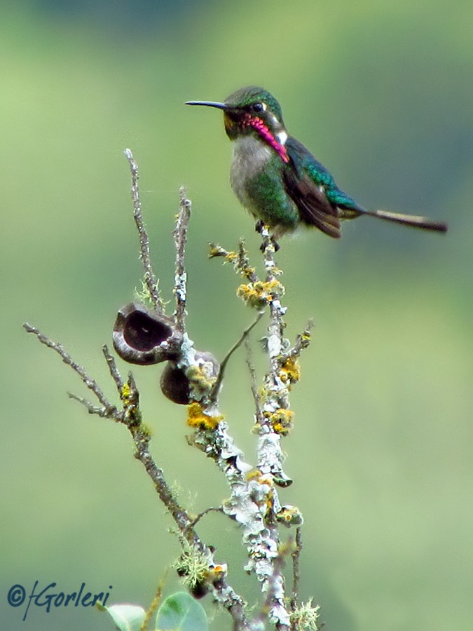 Slender-tailed Woodstar - Fabricio C. Gorleri