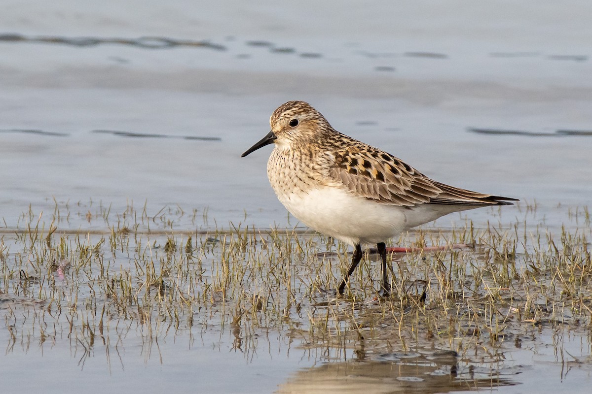 Bairdstrandläufer - ML337747591