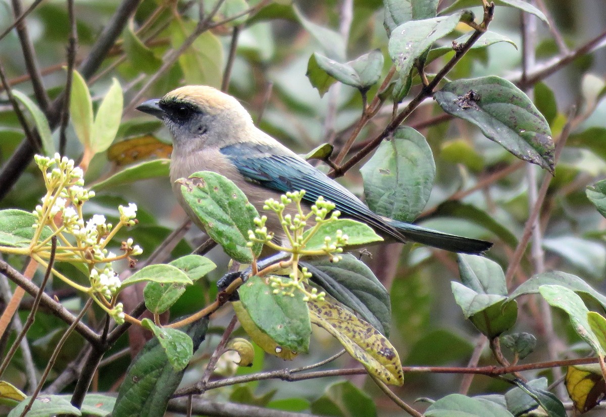 Green-capped Tanager - Fernando Angulo - CORBIDI