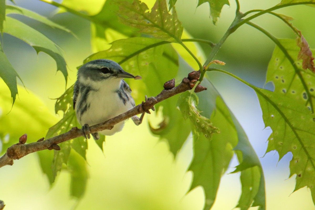 Cerulean Warbler - ML337748541