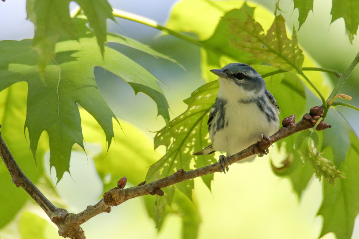 Cerulean Warbler - ML337748551