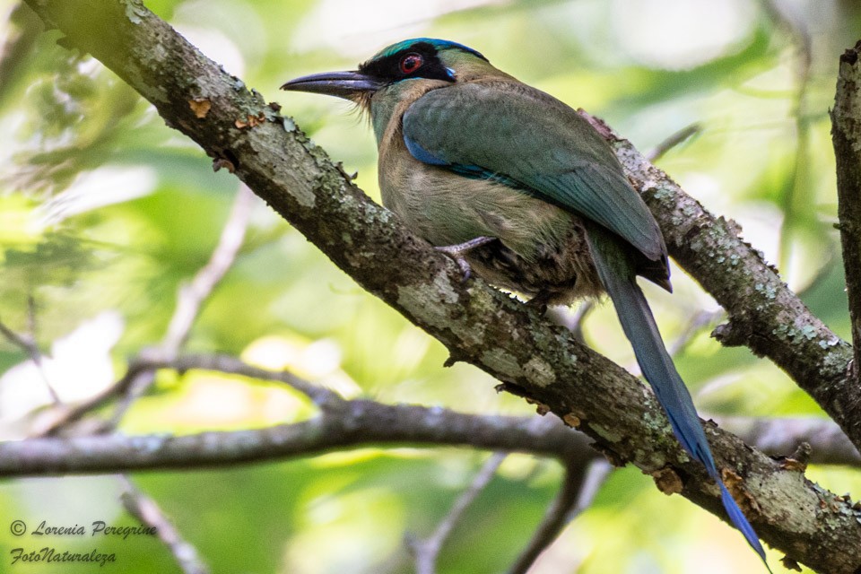 Blue-capped Motmot - ML337749011