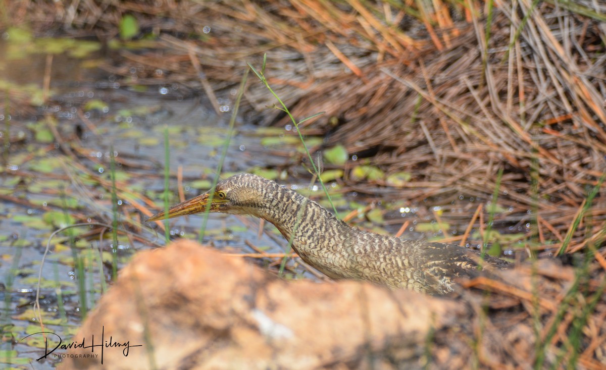 Pinnated Bittern - ML337749181