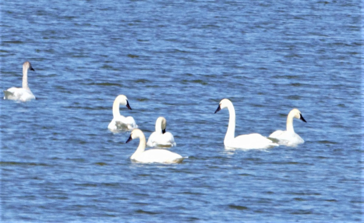 Tundra Swan - ML337749441