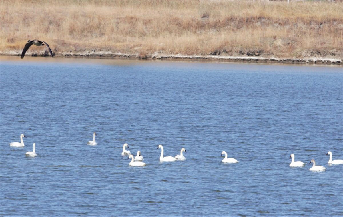 Tundra Swan - ML337749491