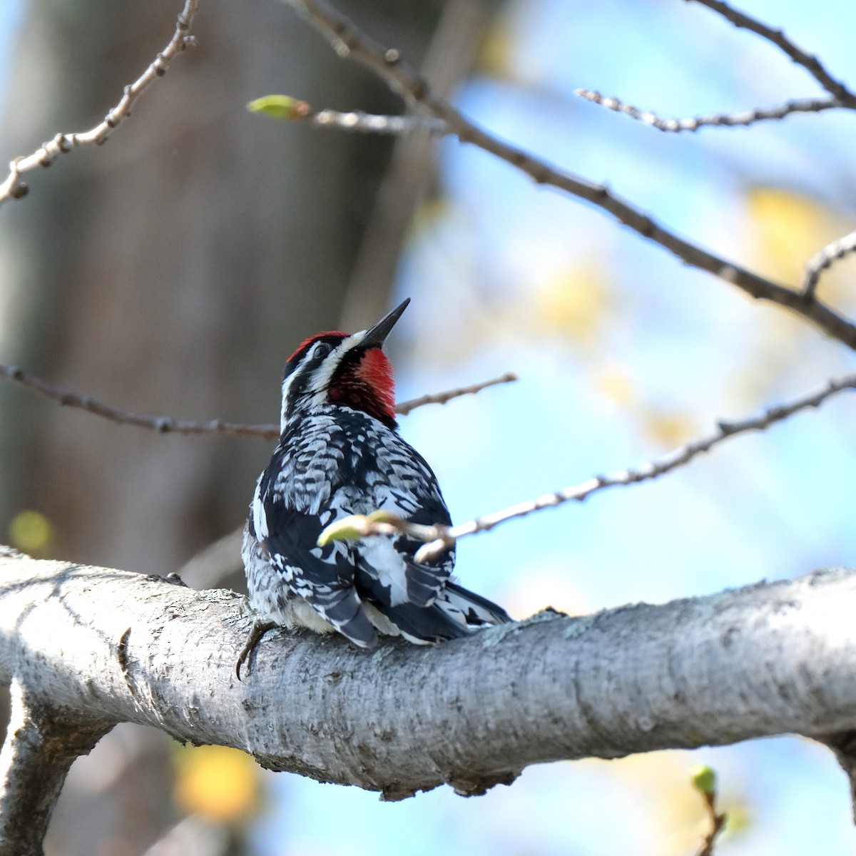 Yellow-bellied Sapsucker - ML337750711