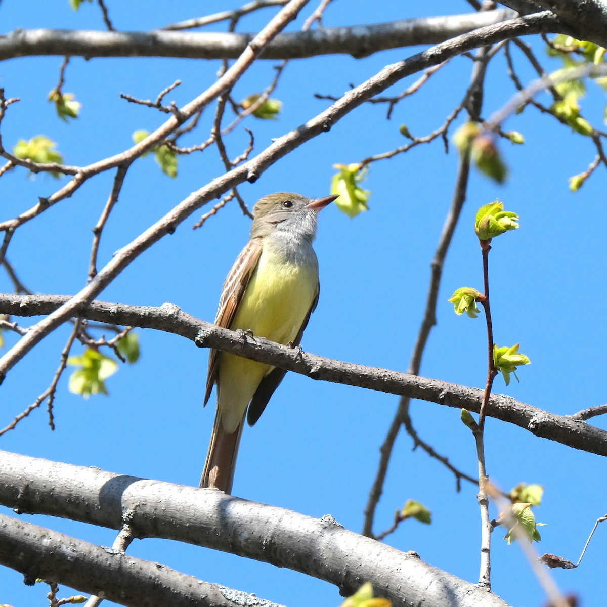 Great Crested Flycatcher - Jean-Marc Emery