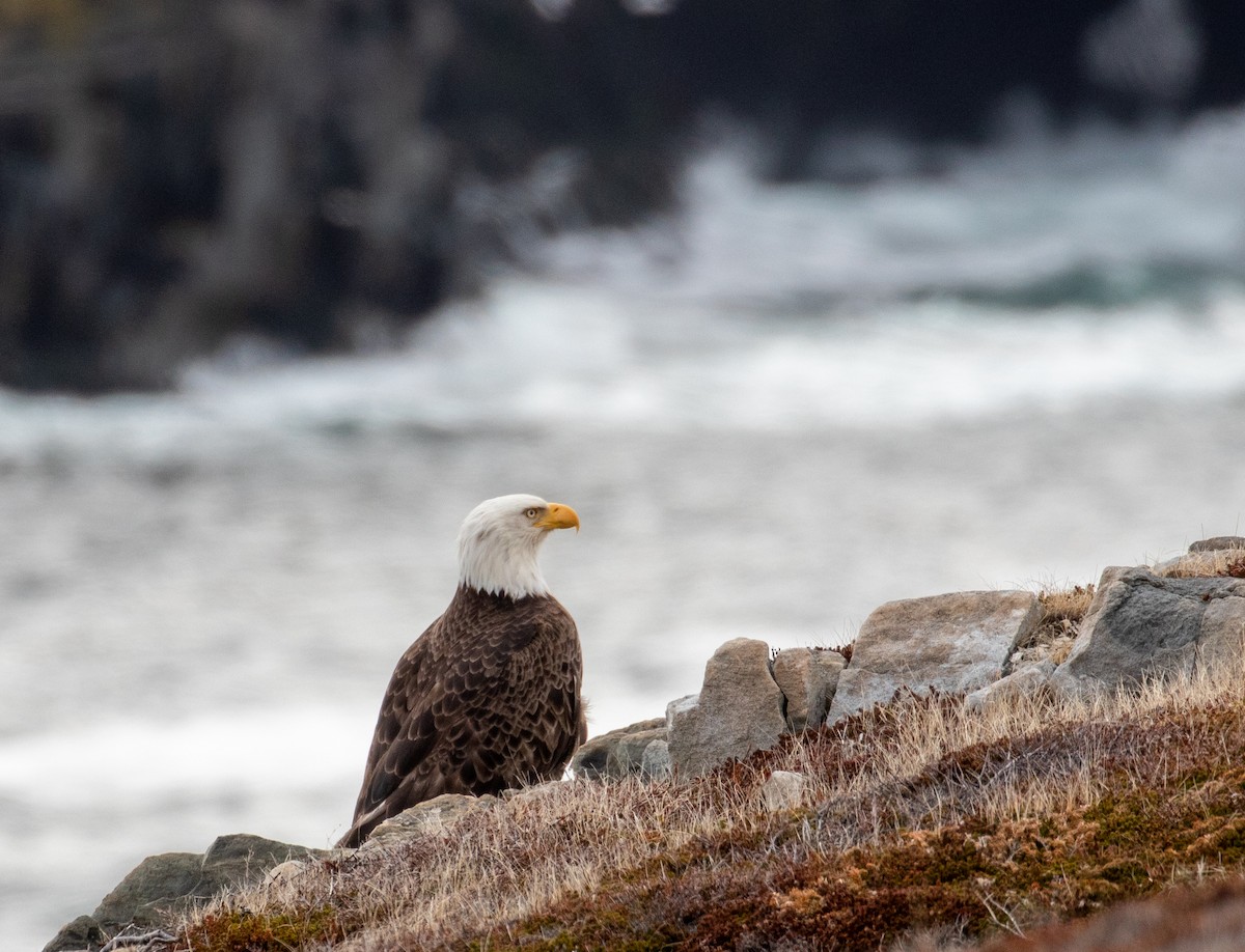 Bald Eagle - ML337752341