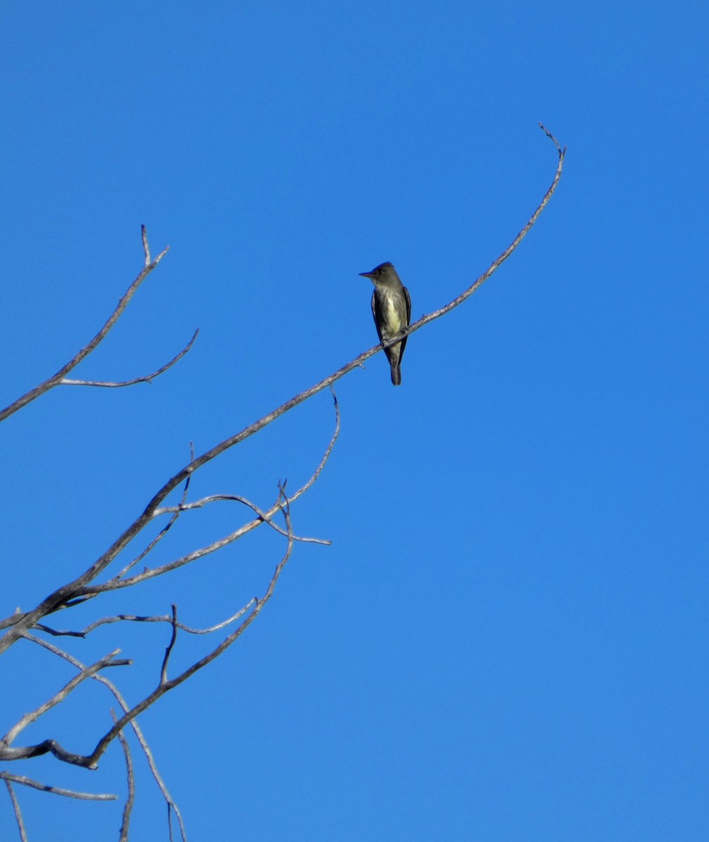 Olive-sided Flycatcher - ML337752391