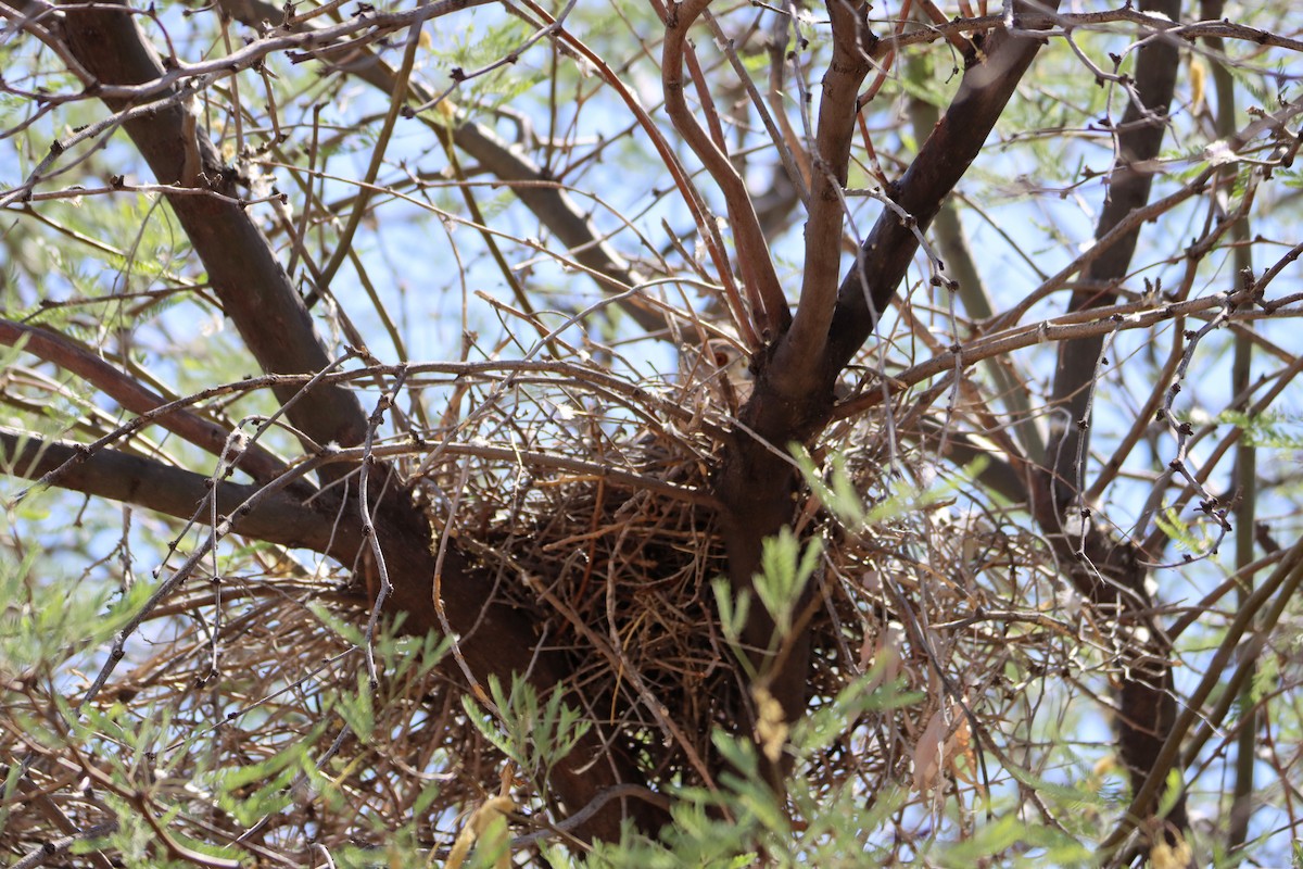 Cooper's Hawk - ML337752591