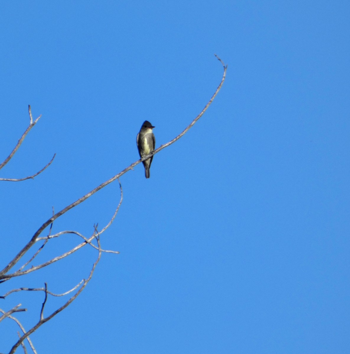 Olive-sided Flycatcher - ML337753571