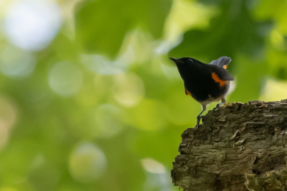 American Redstart - ML337754121