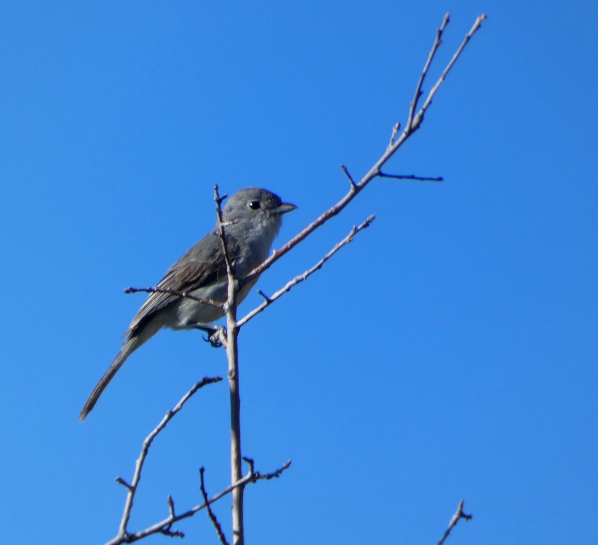 Gray Vireo - ML337754191