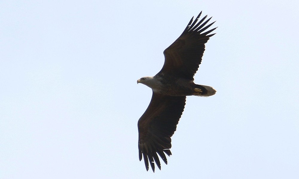 White-tailed Eagle - ML337754811