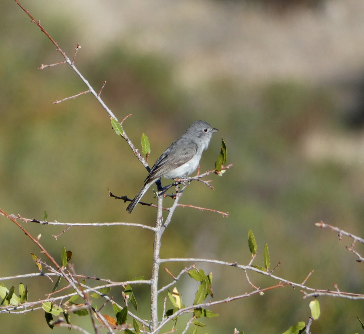 Gray Vireo - ML337755121