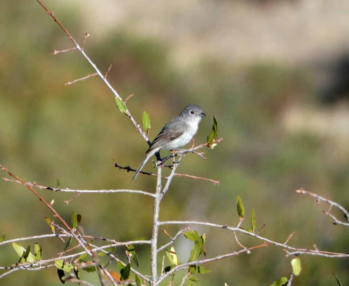 Gray Vireo - ML337755451