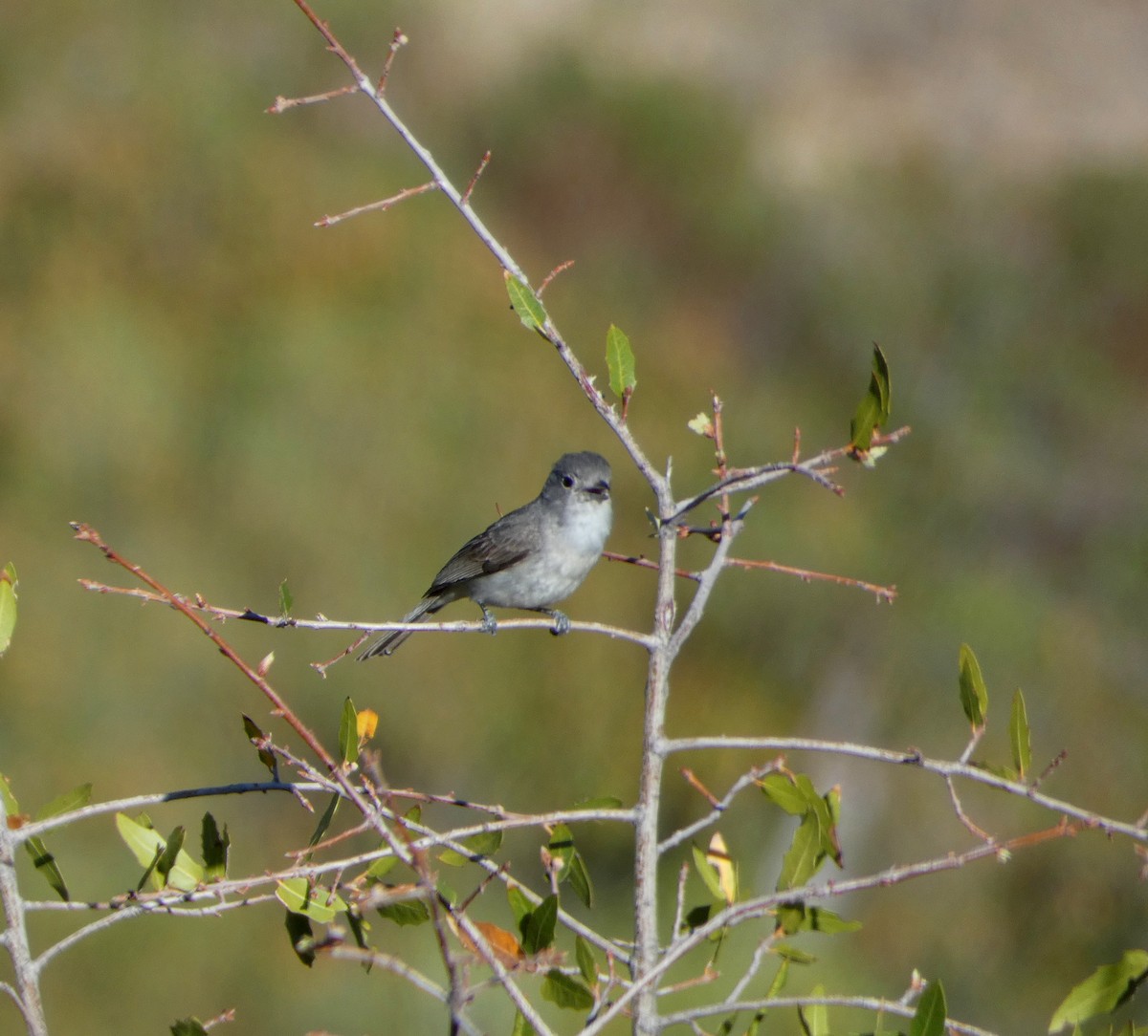 Gray Vireo - Brian Nicholas