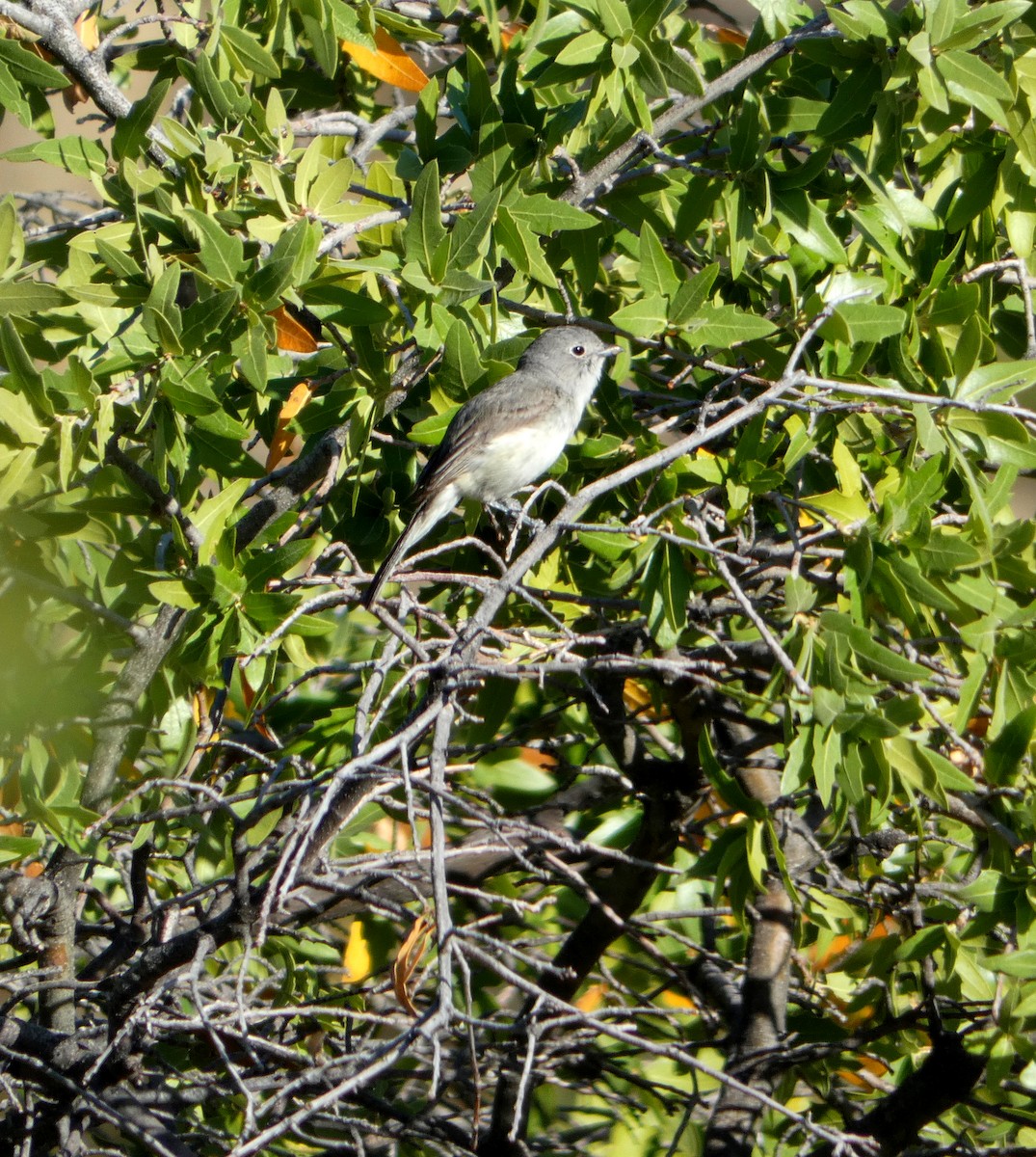 Gray Vireo - ML337756251