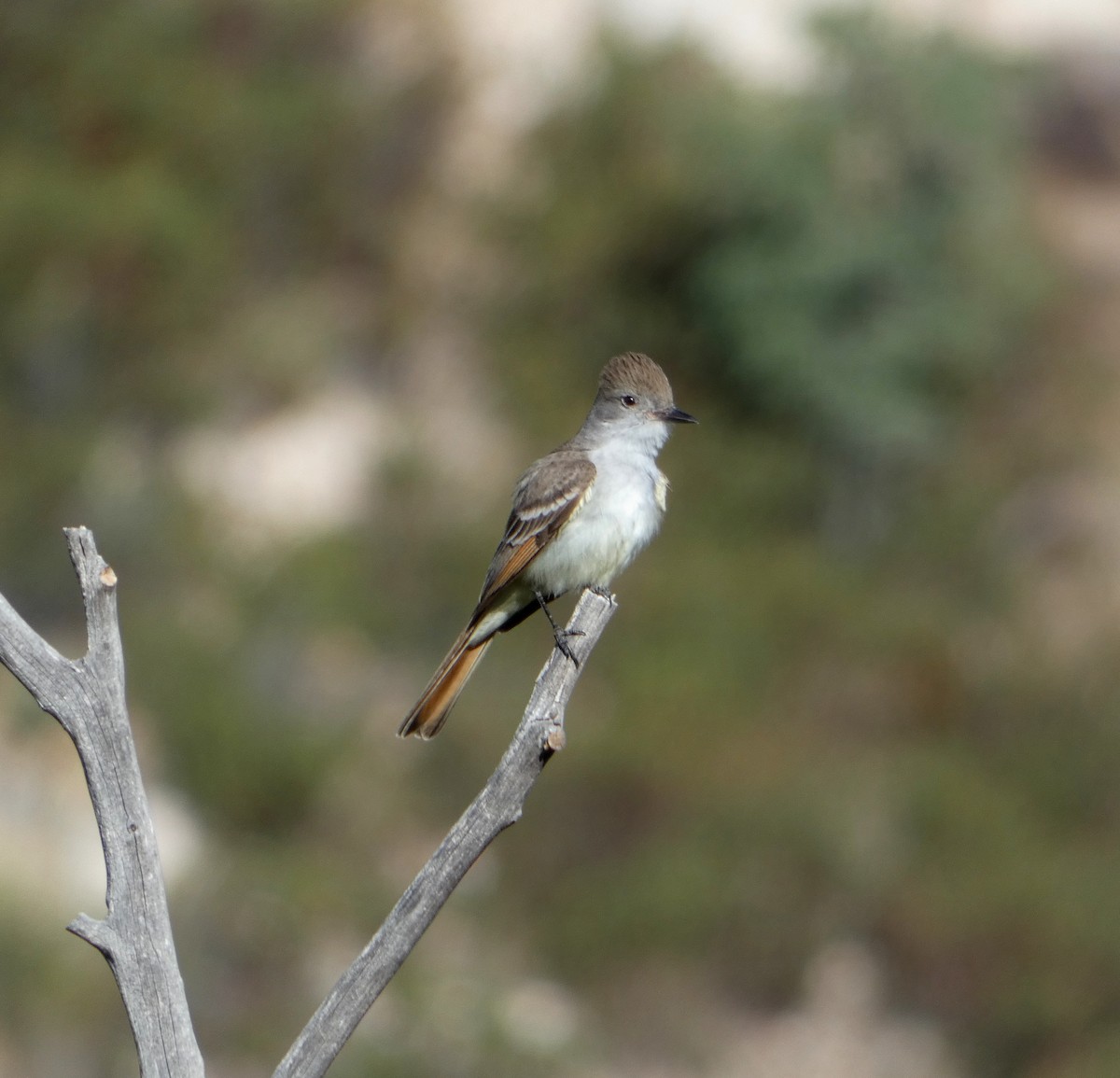 Ash-throated Flycatcher - ML337756731