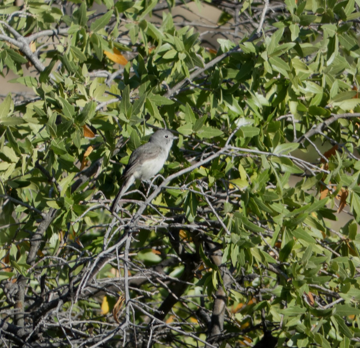 Gray Vireo - ML337756791