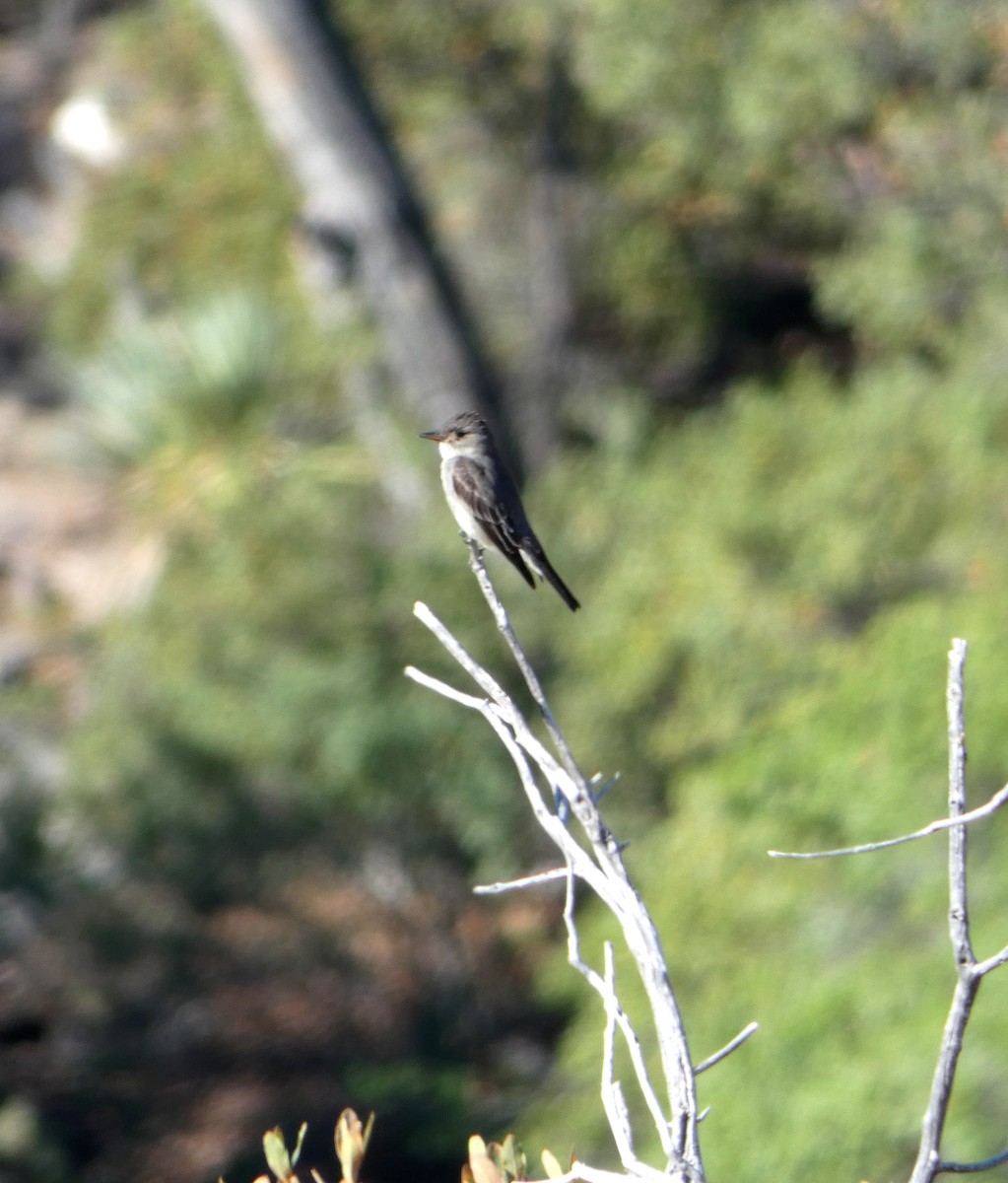 Western Wood-Pewee - ML337756821